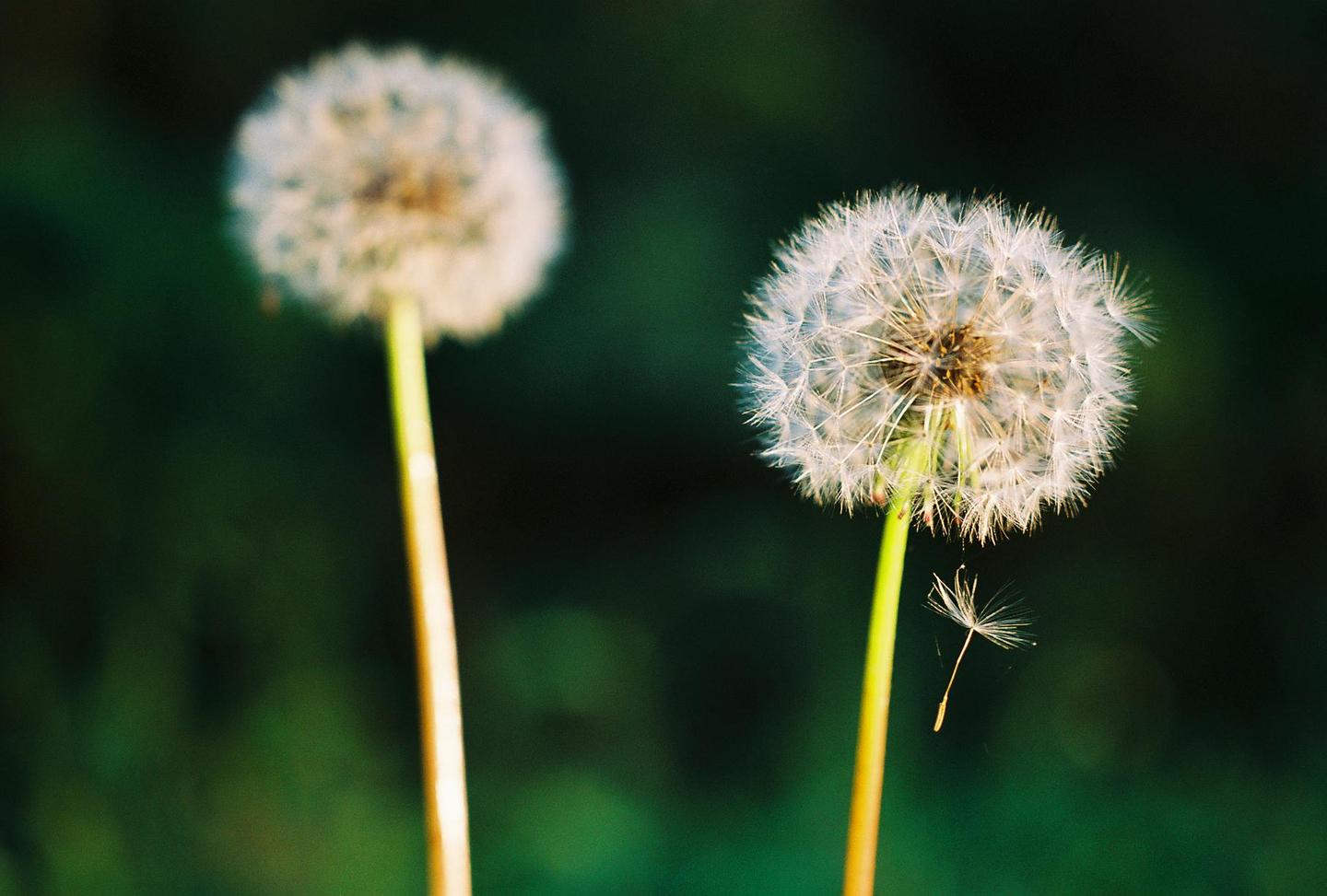 Two dandelions are visible, one in focus with a single seed floating nearby, and another out of focus in the background.