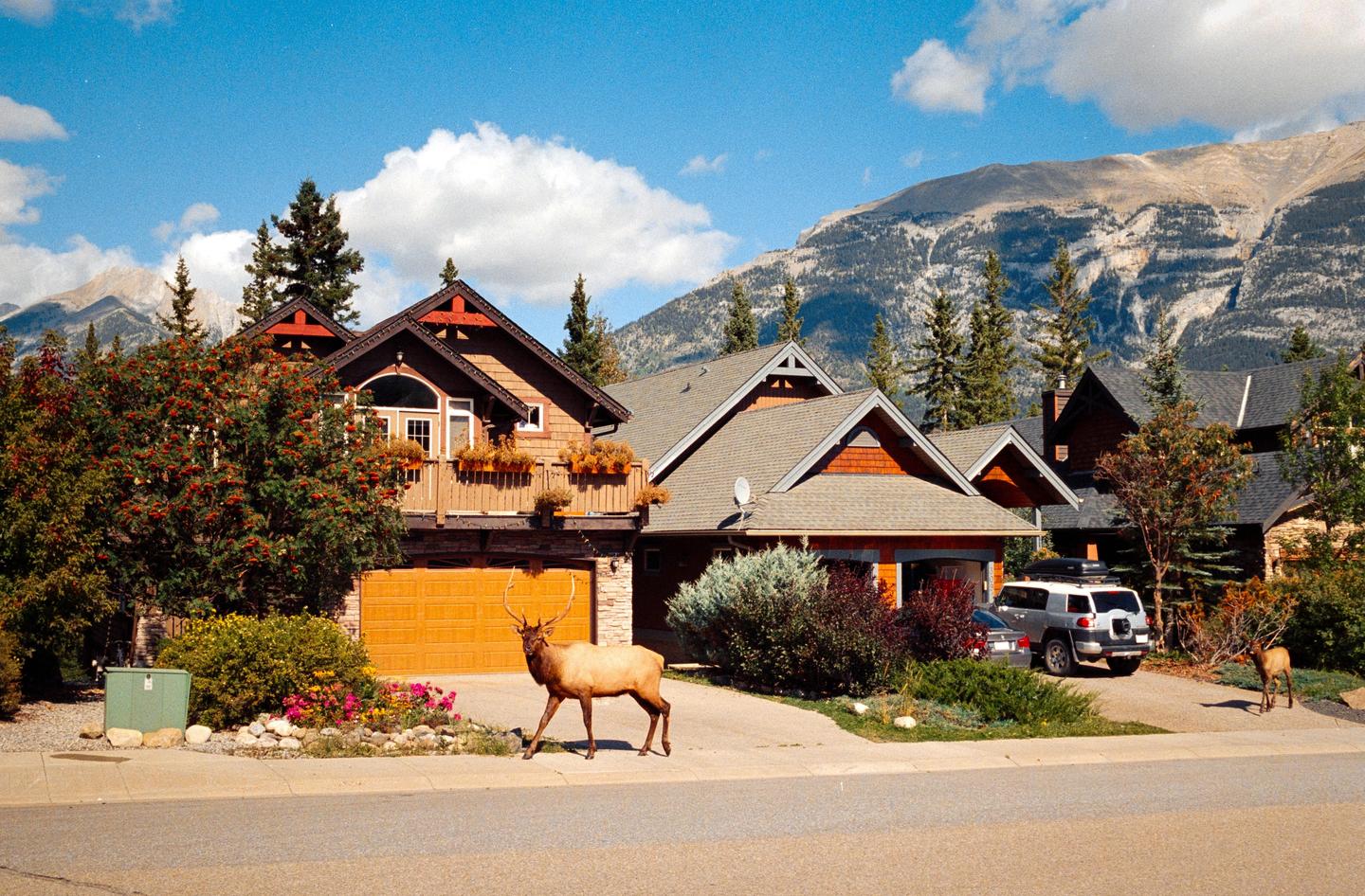 An elk with large antlers walks across a driveway in front of a house with mountains in the background.