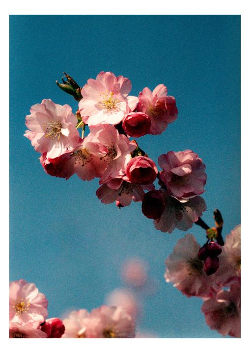 A branch of pink cherry blossoms is set against a clear blue sky.