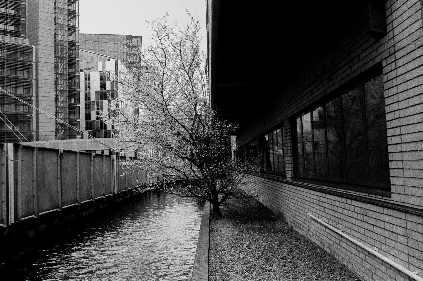 A tree with blossoms stands next to a canal with buildings in the background.