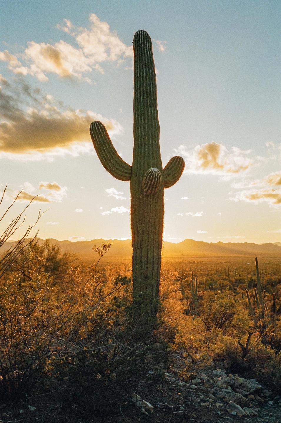 A saguaro cactus stands tall against a desert landscape with mountains in the distance during sunset.