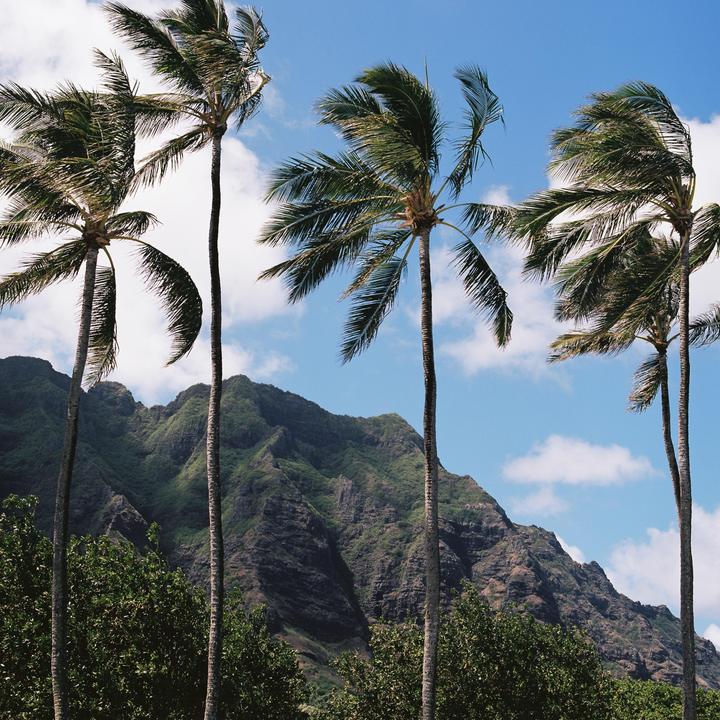 Four palm trees stand in front of a large green mountain under a blue sky with white clouds.