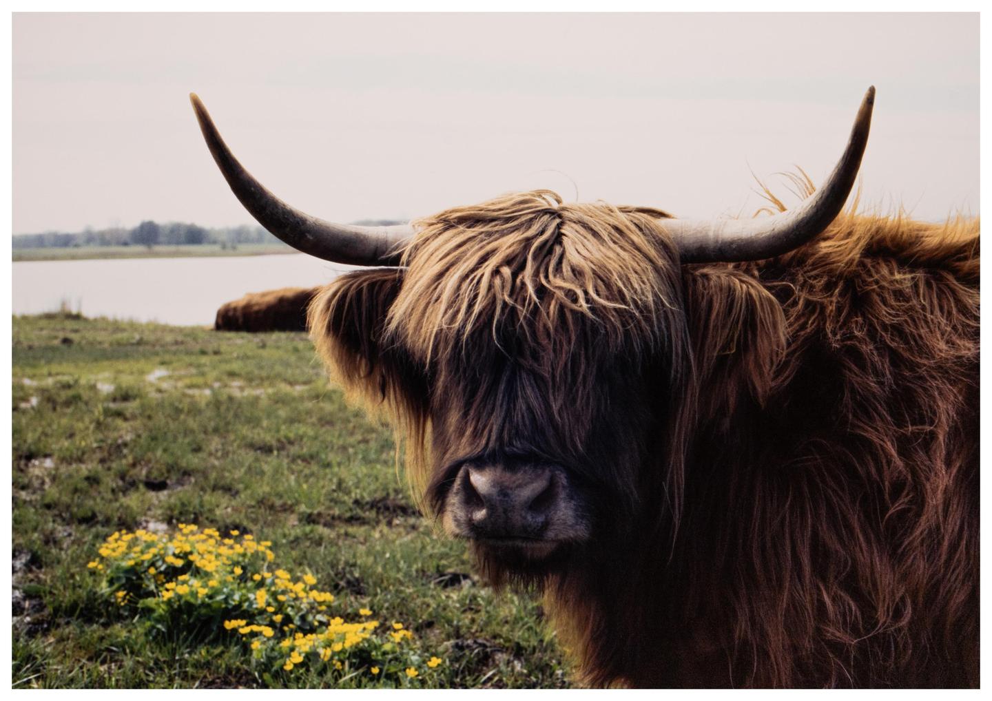 A highland cow with long horns and shaggy fur stands in a grassy field with yellow flowers near a body of water.