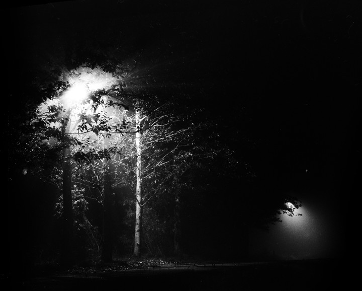 Trees are illuminated by a bright light source in a dark, hazy environment.