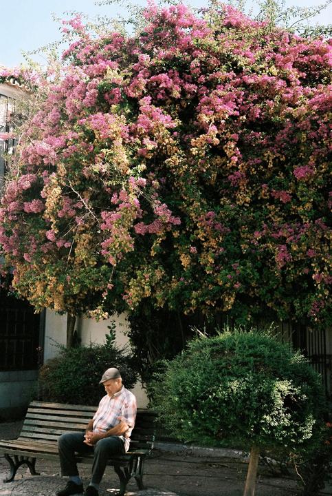 A man sits on a park bench under a large flowering bush in Lisbon.