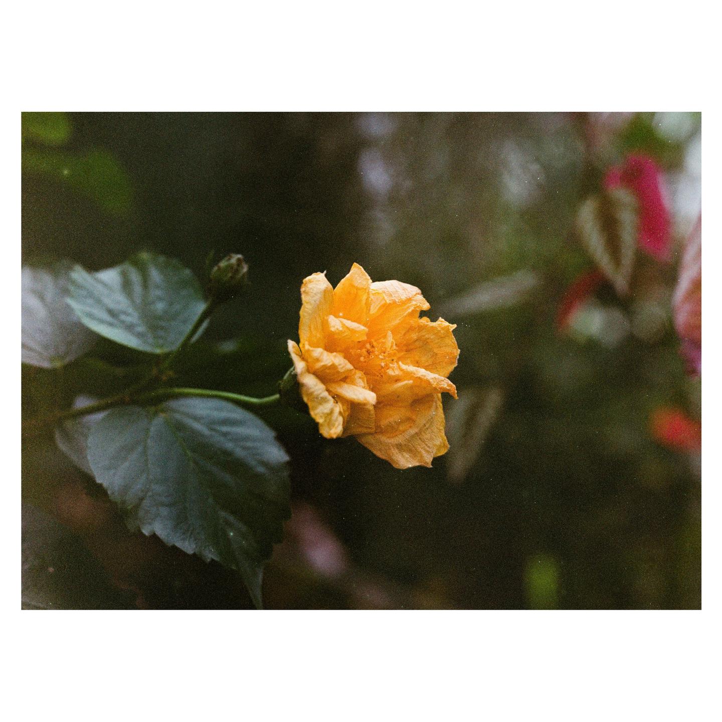 A single orange flower with green leaves is in focus against a blurred background.