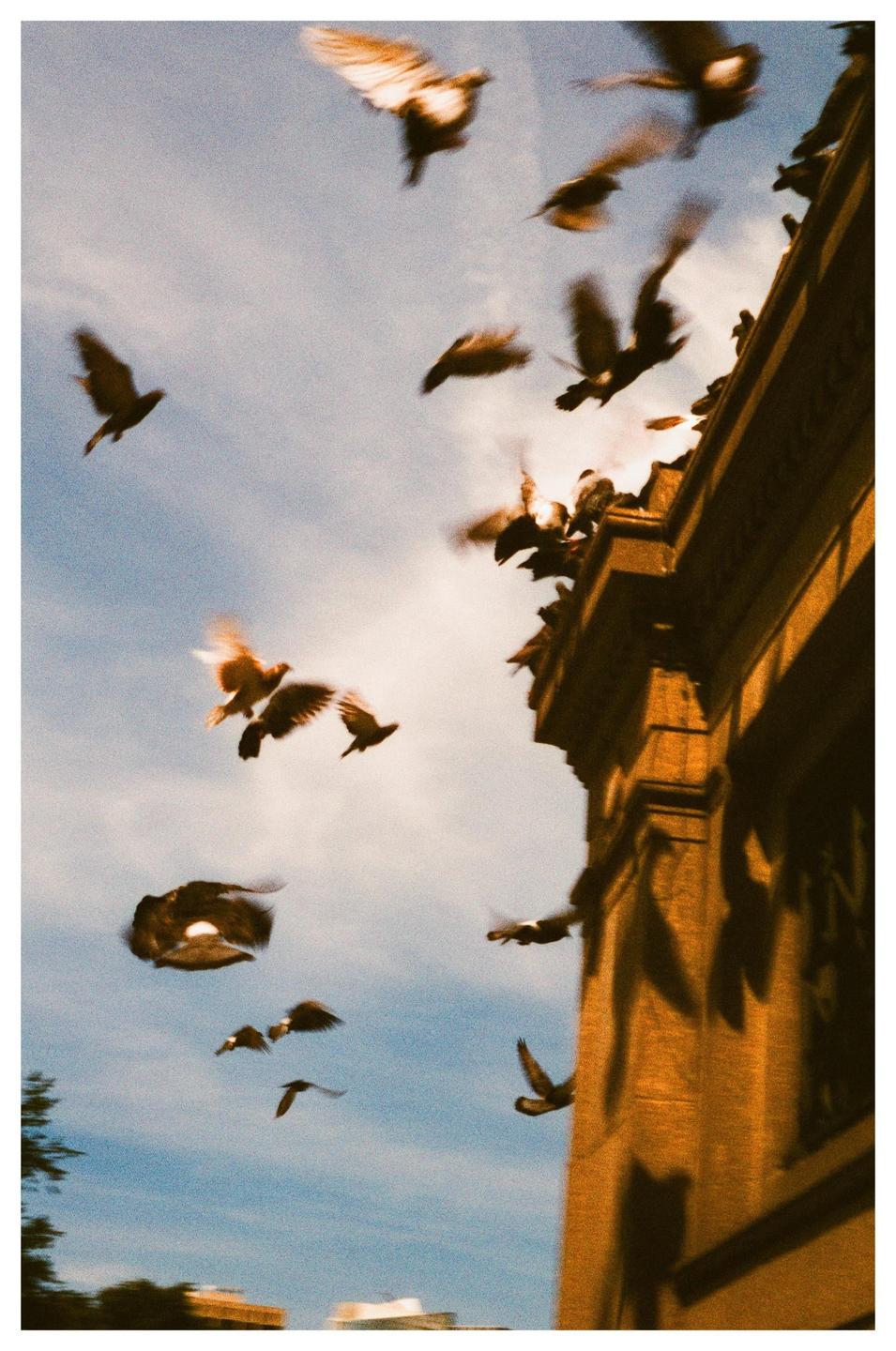 A flock of pigeons takes flight from a building against a bright sky.
