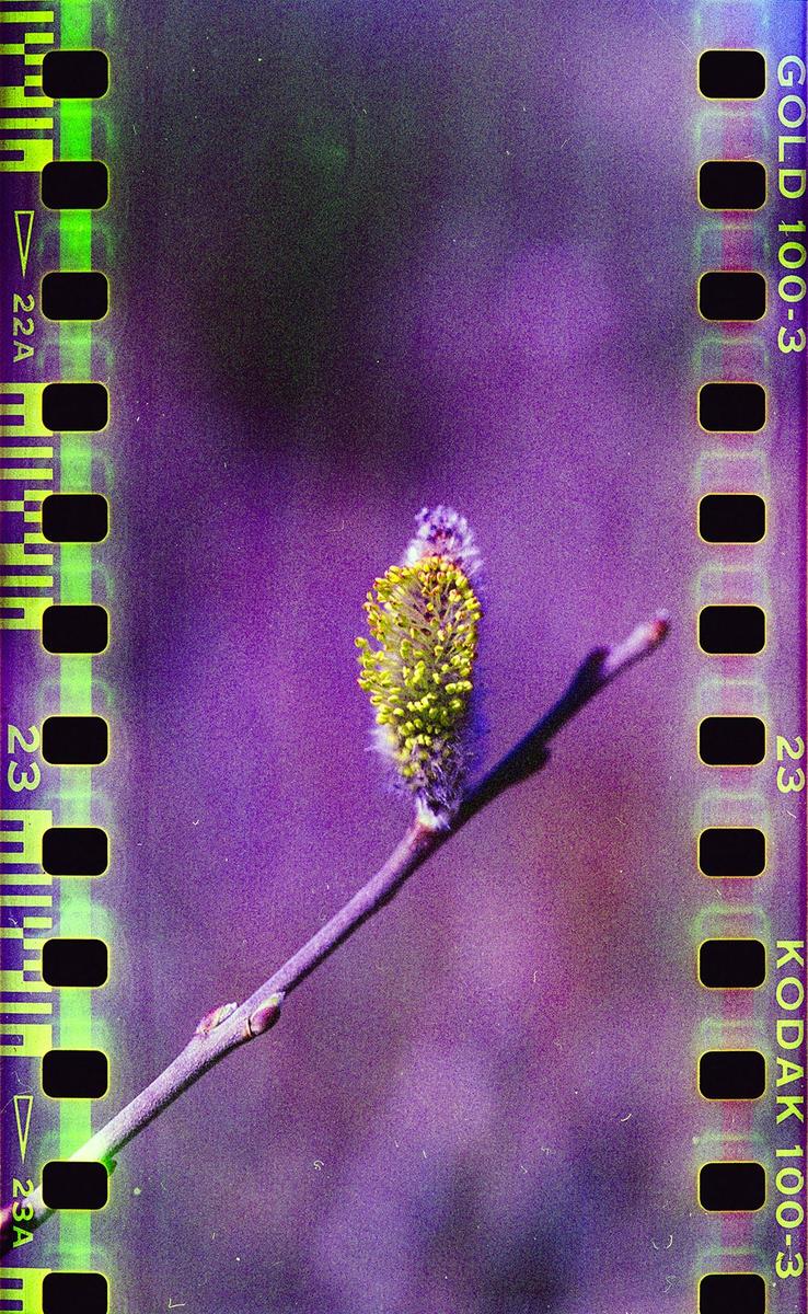 A single pussy willow branch with a yellow blossom is centered against a purple background, framed by the green and black sprockets of a film strip.