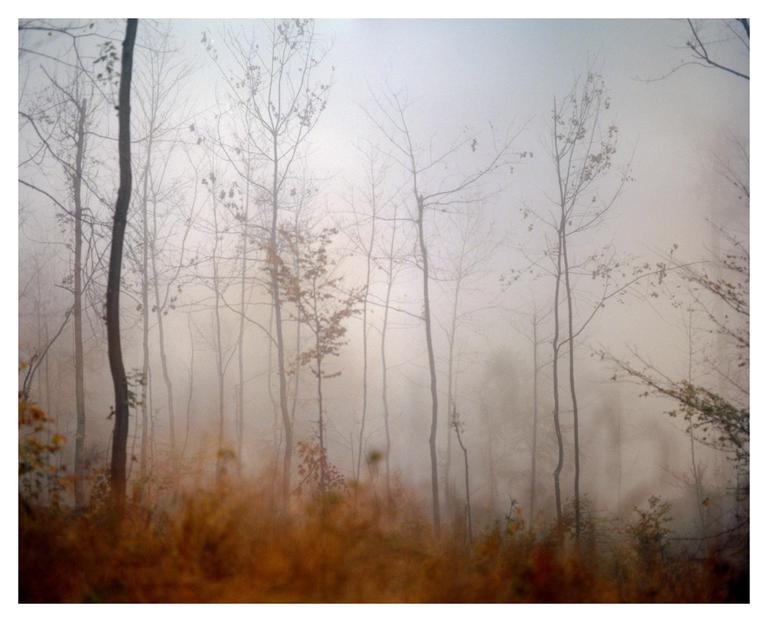 Bare trees and tall grass are shrouded in fog in a forest.