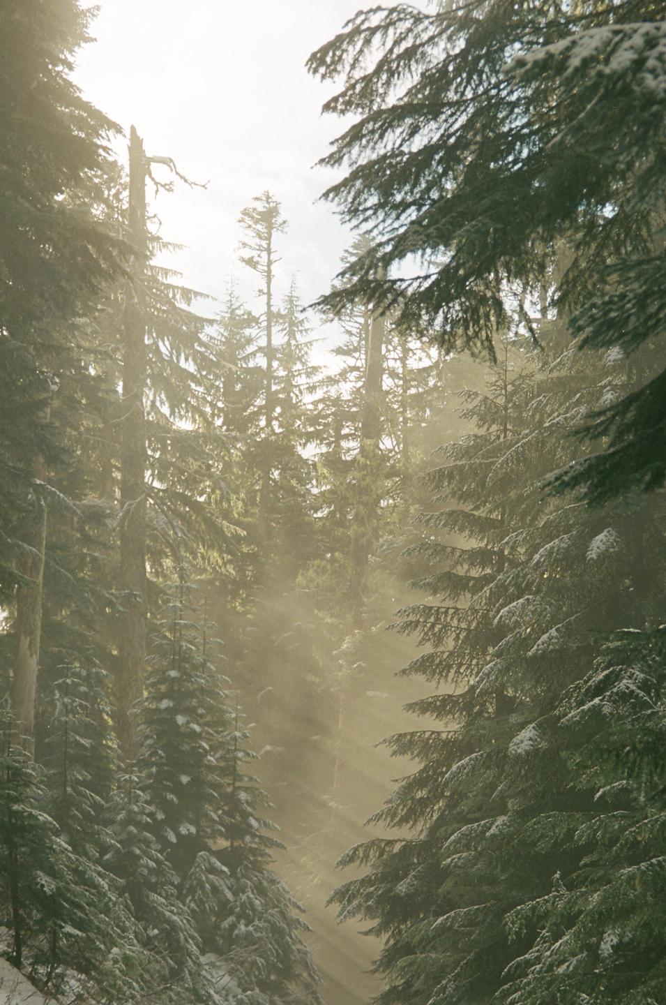 Sunlight streams through a snowy forest of tall evergreen trees.