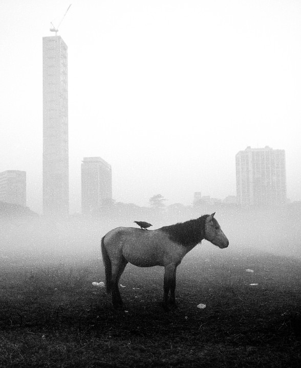 A horse with a bird on its back stands in a field with tall buildings in the hazy background.