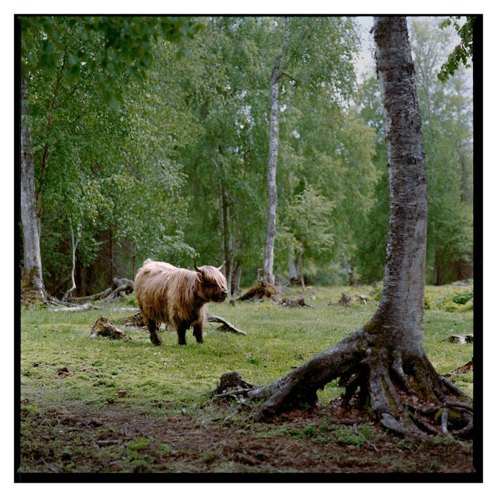 A highland cow stands in a clearing in a forest with exposed tree roots in the foreground.