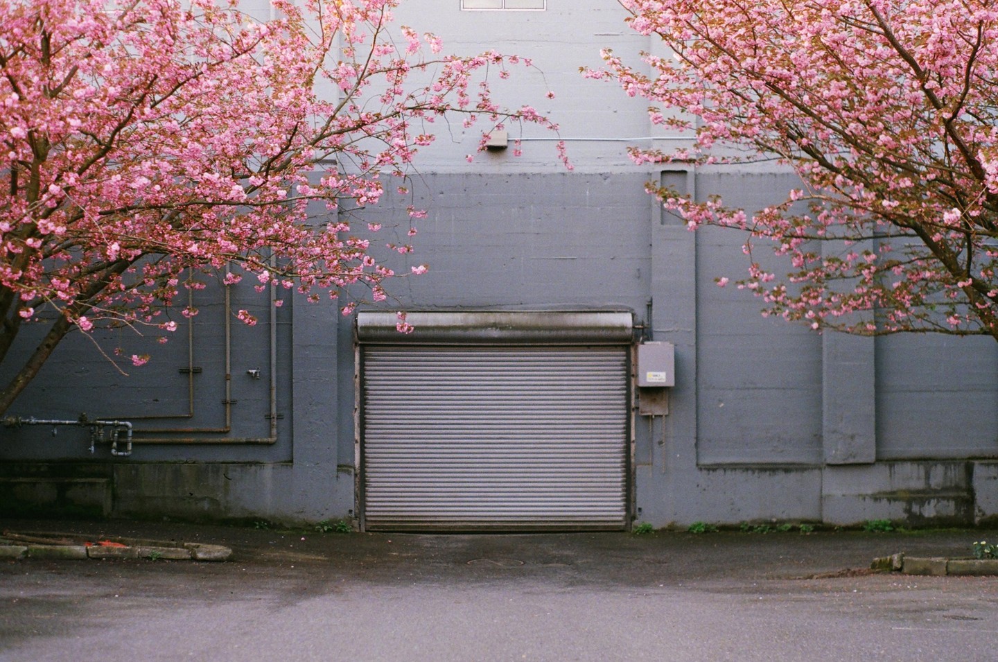 Two cherry blossom trees frame a gray building with a closed garage door.