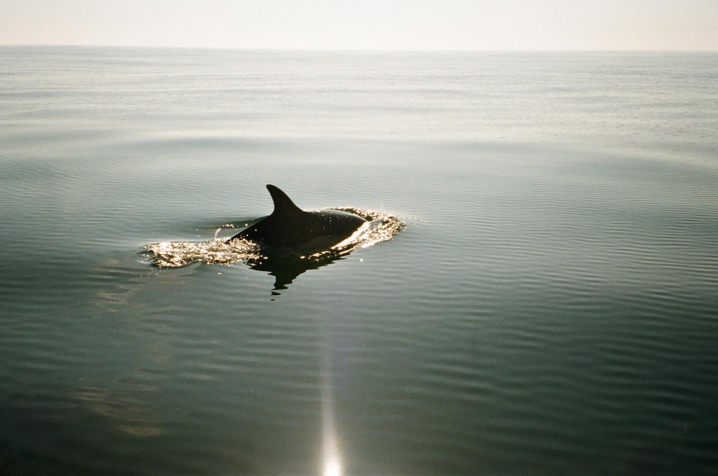 A dolphin swims in calm water with a bright reflection of the sun.