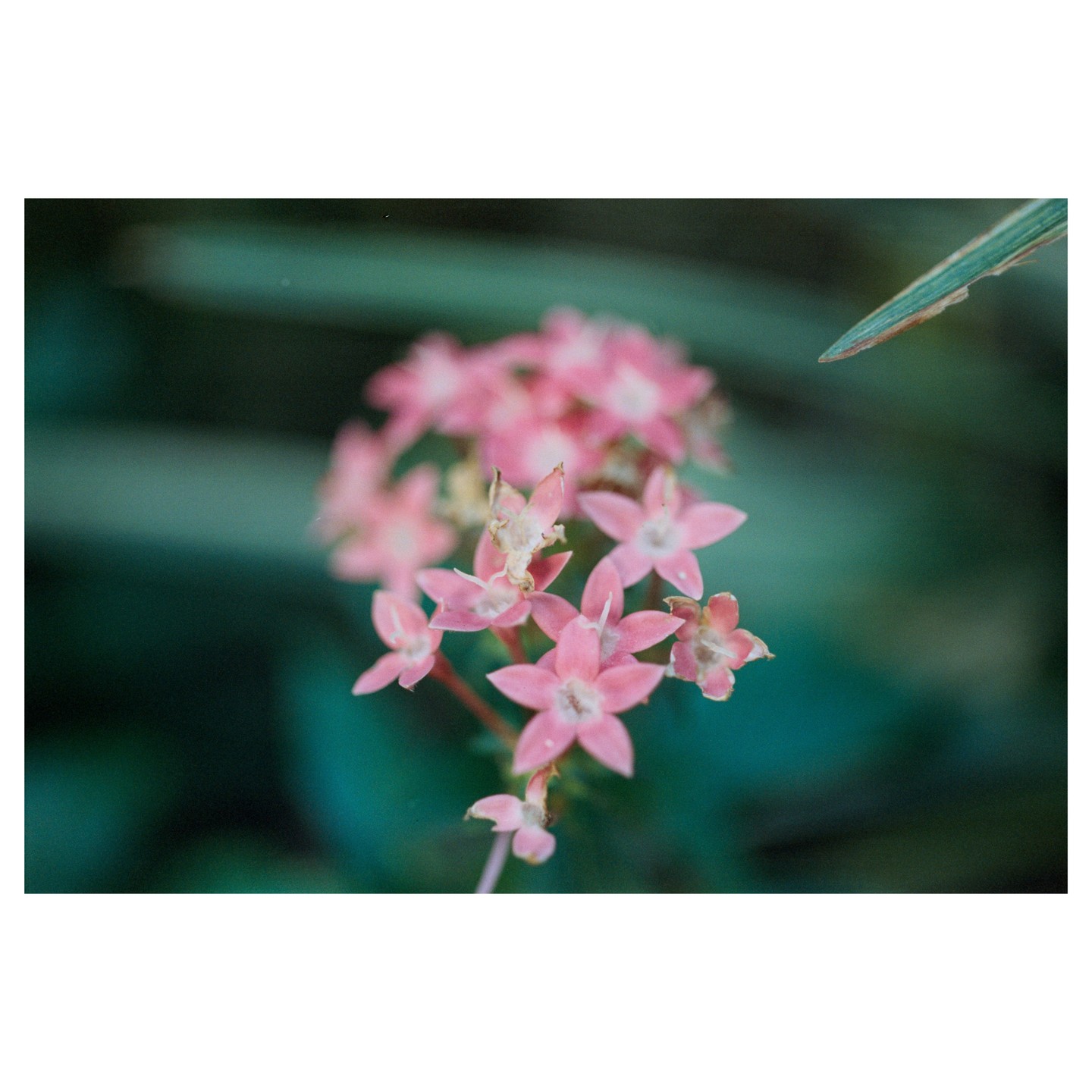 A cluster of small pink flowers is in focus against a blurred green background.