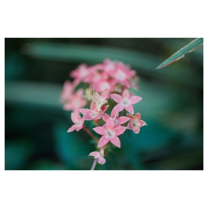 A cluster of small pink flowers is in focus against a blurred green background.