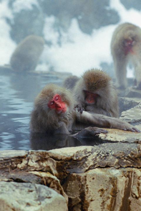 Two snow monkeys are grooming each other while sitting in a hot spring.