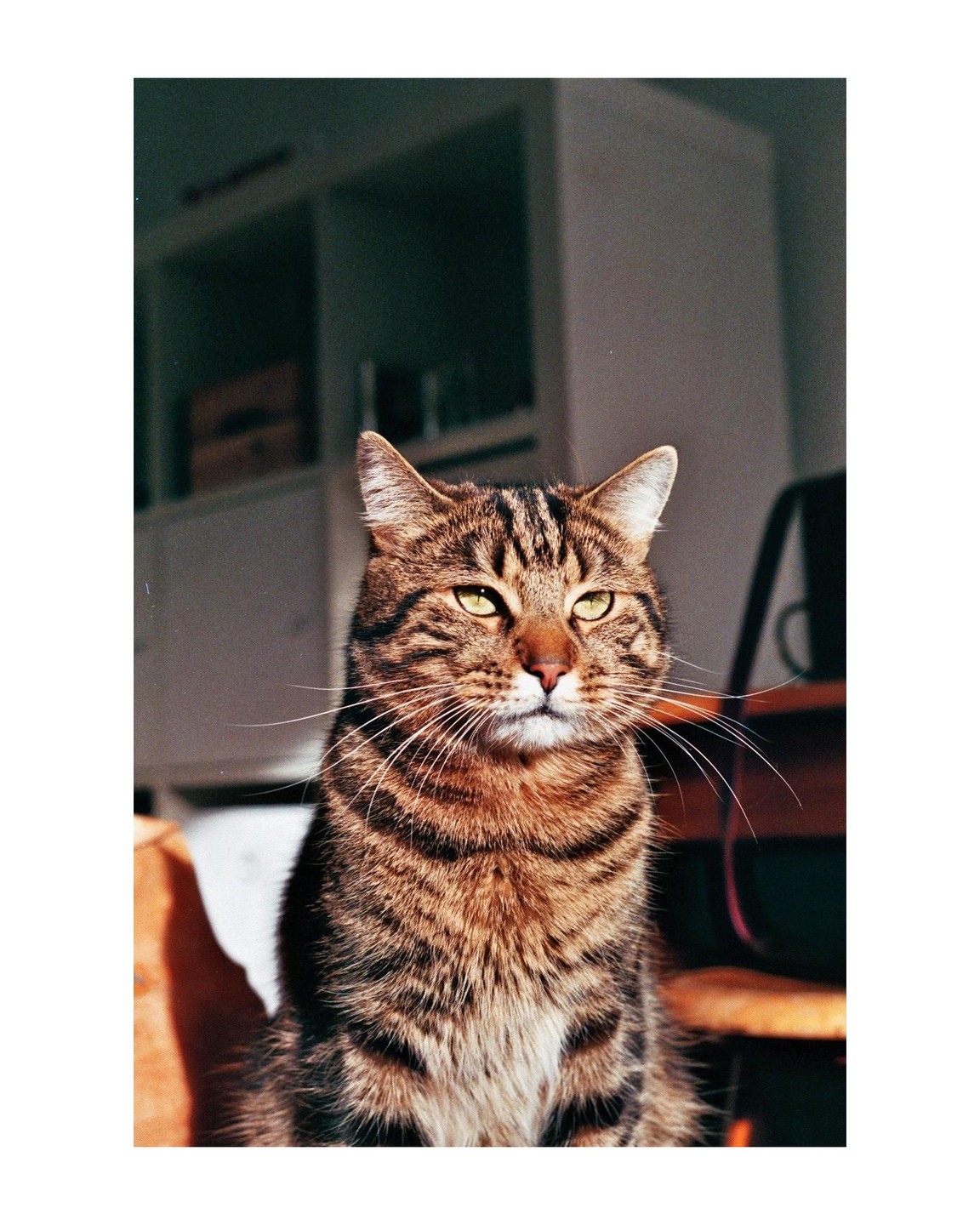 A tabby cat with green eyes sits in a sunlit room.