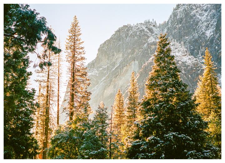 Snow-dusted pine trees glow in the golden hour light against a backdrop of a snow-capped mountain.