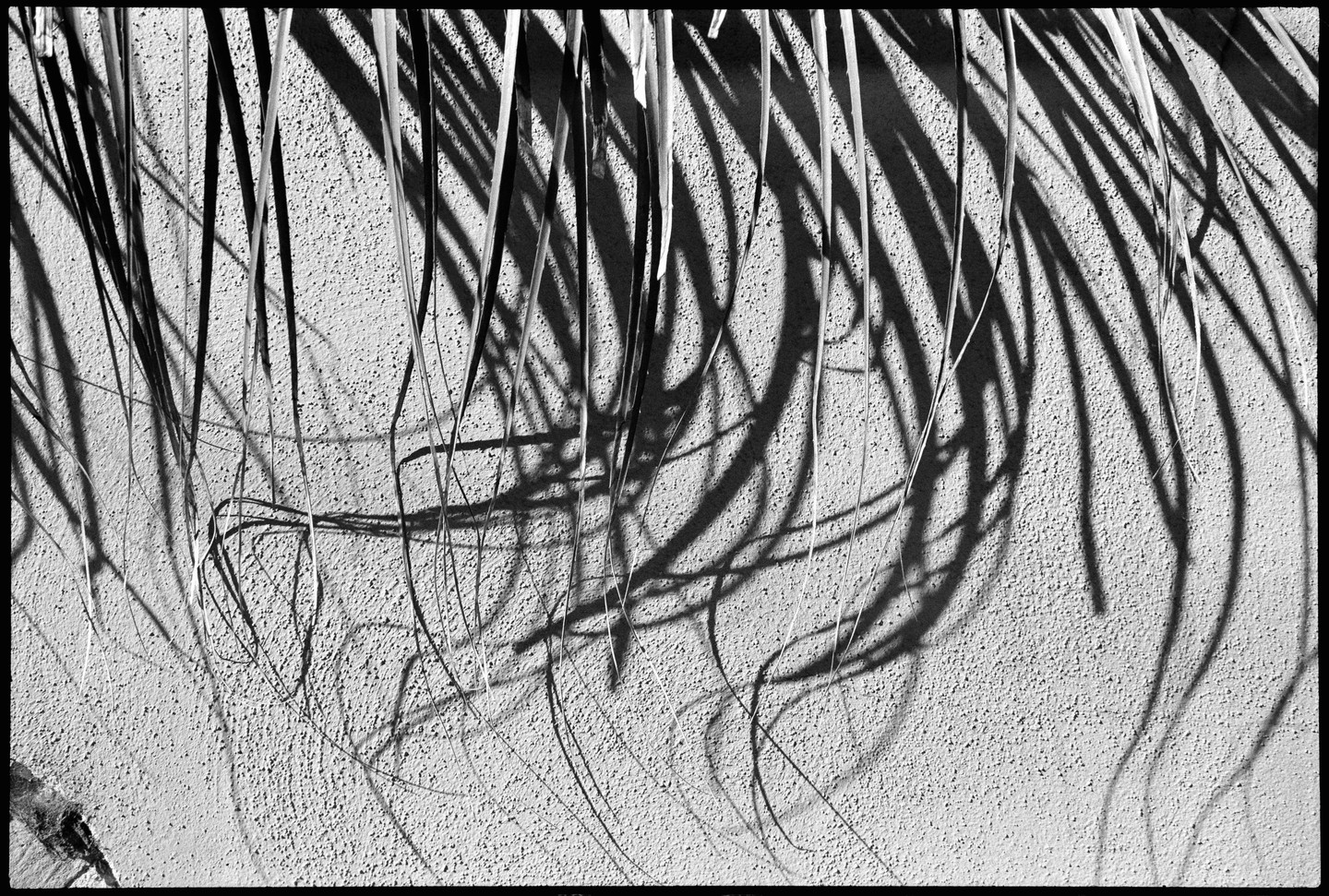 Palm fronds and their shadows are cast on a textured wall.