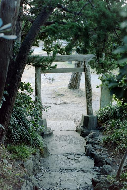 A wooden torii gate stands at the end of a cracked concrete path, surrounded by trees and foliage.