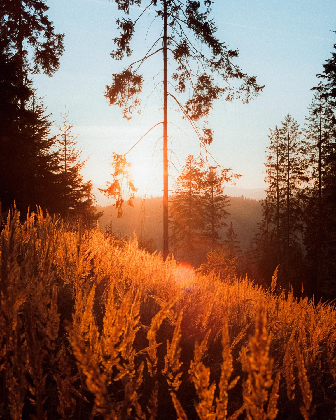 The sun sets behind a tall pine tree, illuminating a field of golden grass in the foreground.