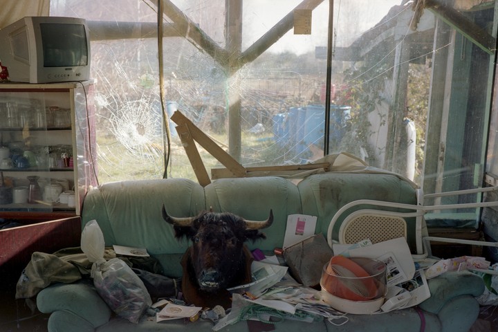 A taxidermy bull head sits on a cluttered sofa in a room with a broken window.