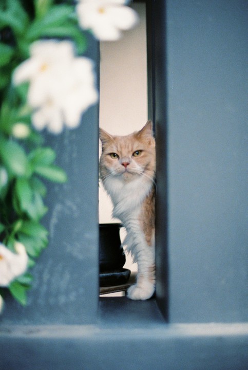 An orange and white cat peeks through a narrow opening between two walls, with white flowers and green leaves blurred in the foreground.