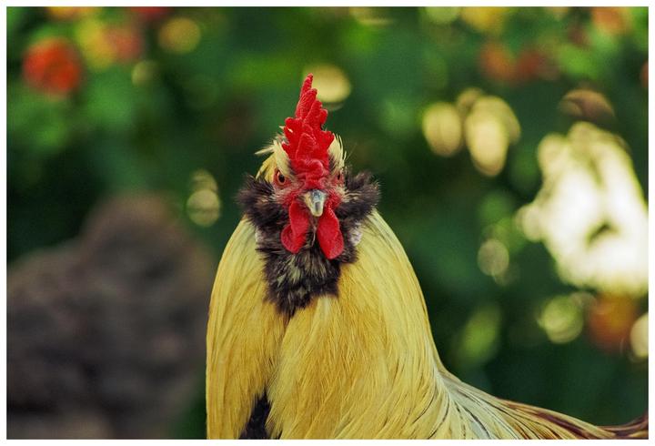 A rooster with a red comb and wattle looks directly at the viewer.