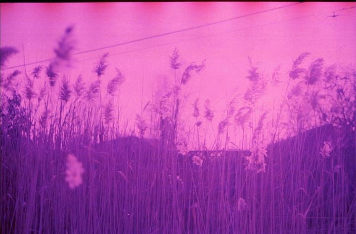 Tall grass and reeds are silhouetted against a bright purple sky.