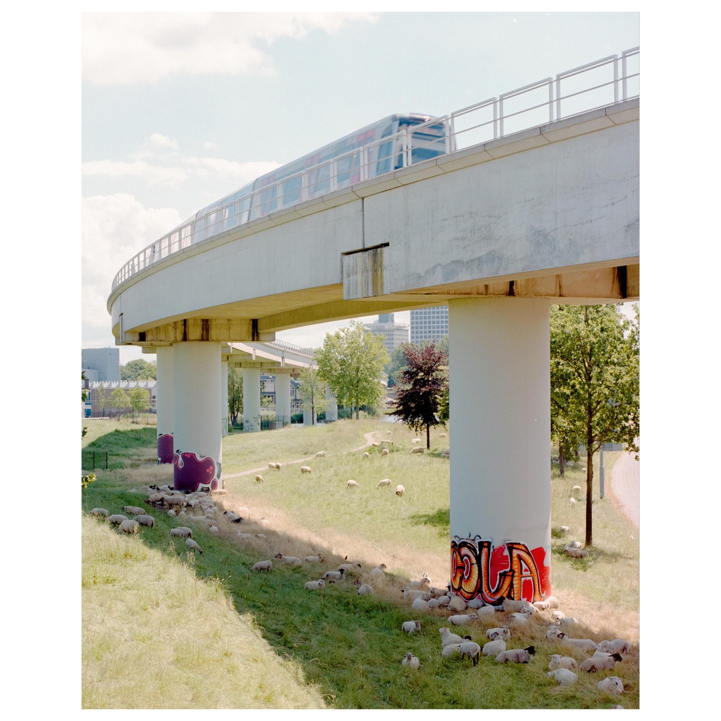 A train travels on an elevated track above a field with sheep grazing and graffiti on the support pillars.