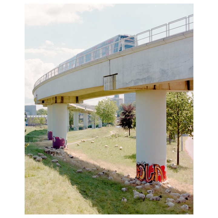 A train travels on an elevated track above a field with sheep grazing and graffiti on the support pillars.