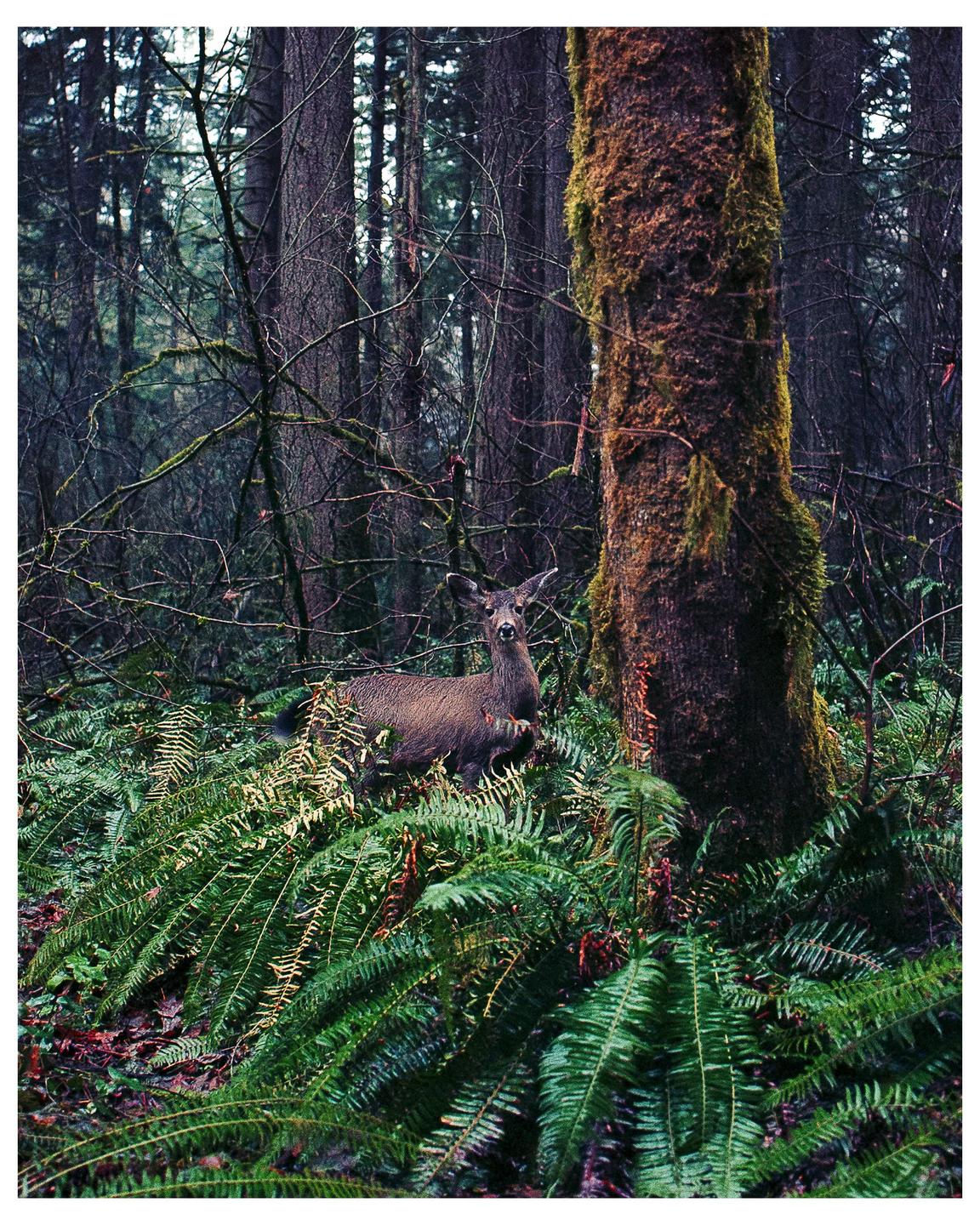 A deer stands among ferns and mossy trees in a forest.