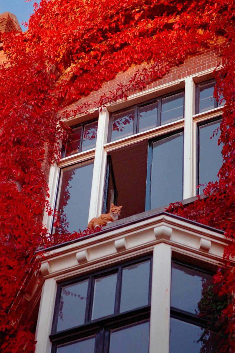A ginger cat sits on a window ledge of a brick building covered in red autumn foliage.
