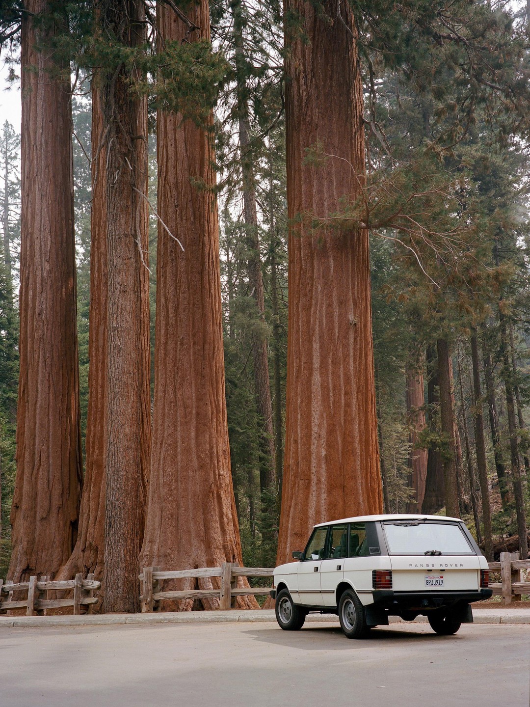 A white Range Rover is parked on a paved road next to several giant redwood trees and a wooden fence.