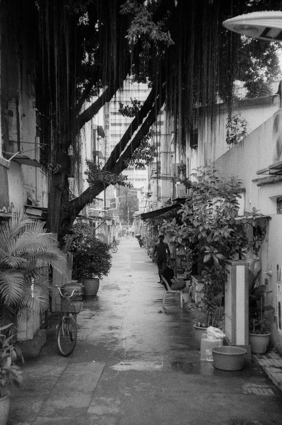 A narrow alleyway with a large tree and hanging vines has buildings on both sides and a few people walking or sitting.