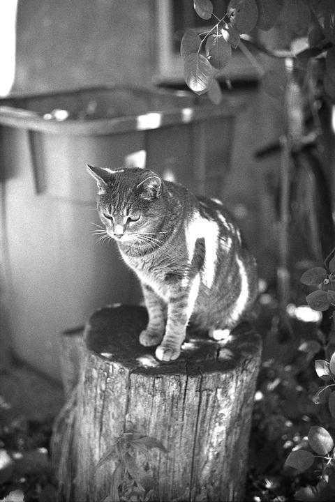 A tabby cat sits on a tree stump with dappled sunlight on its fur.