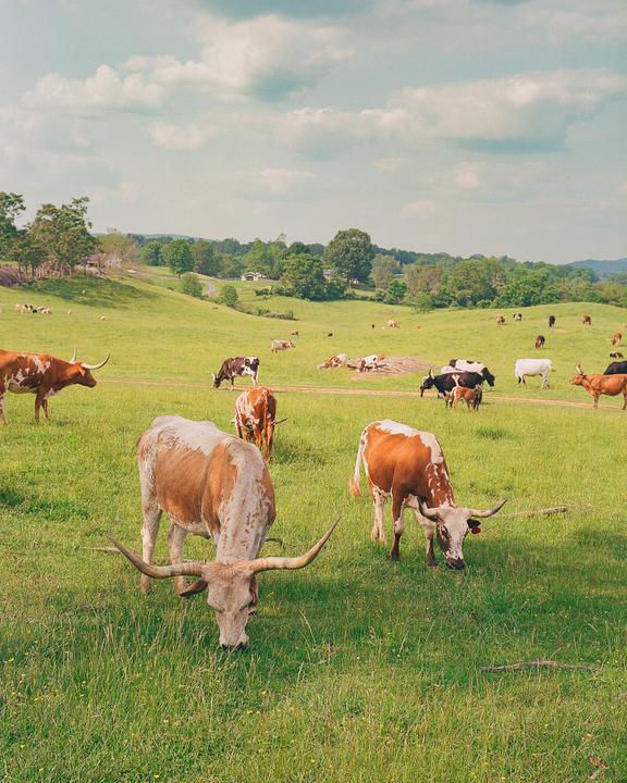 A herd of longhorn cattle graze in a green pasture under a cloudy sky.