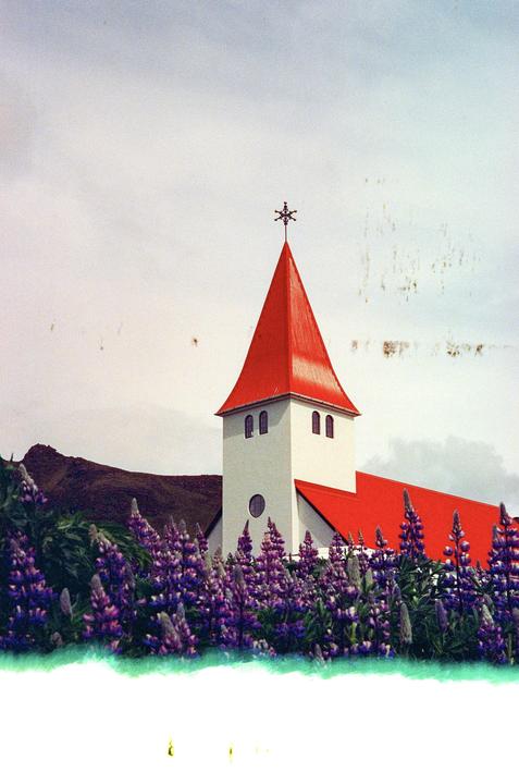 A white church with a red roof and steeple stands behind a field of purple lupine flowers.