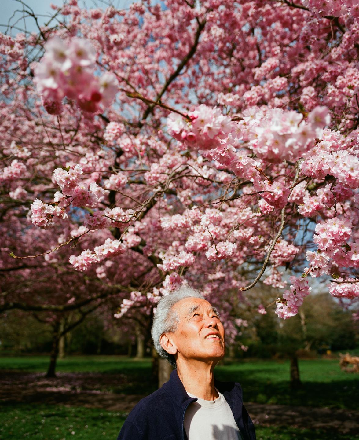 A man looks up at a tree full of pink blossoms.