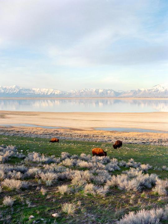 Three bison graze in a grassy field with a large lake and snow-capped mountains in the background.