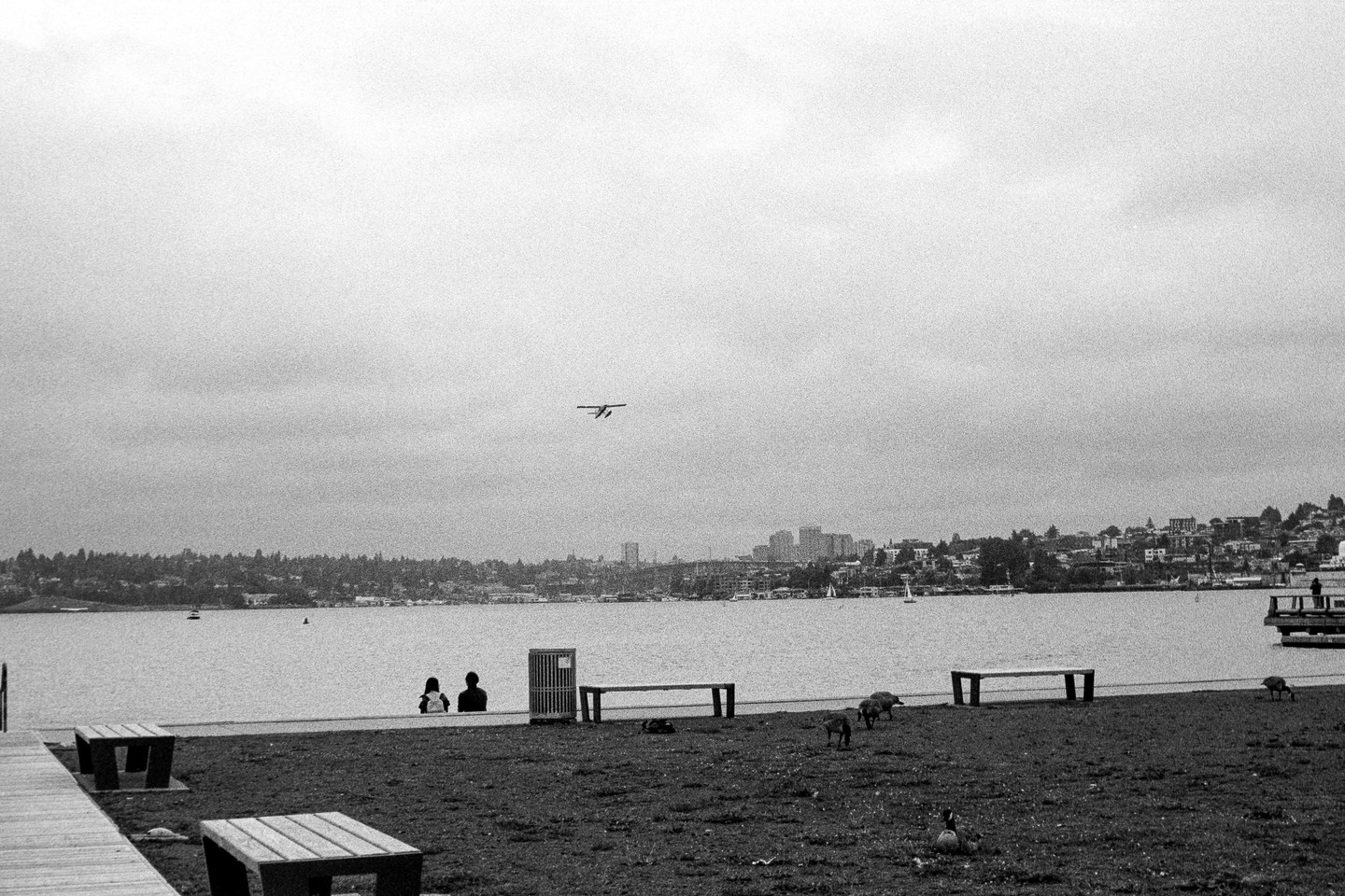 A seaplane flies over a lake with a city skyline in the background, as two people sit by the water and geese graze on the grass.