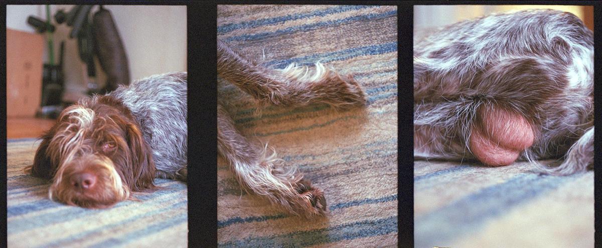 A brown and white dog is lying on a striped rug in a three-panel image.