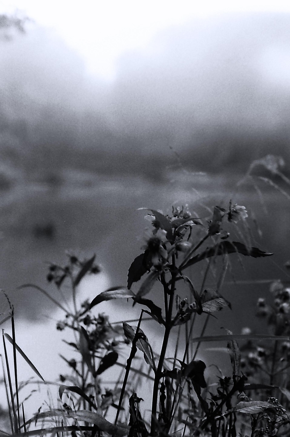 A close-up of plants and tall grass with a body of water and a hazy sky in the background.