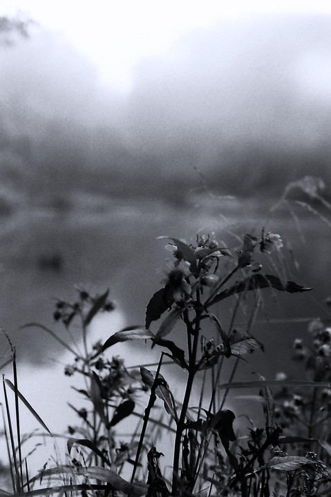 A close-up of plants and tall grass with a body of water and a hazy sky in the background.
