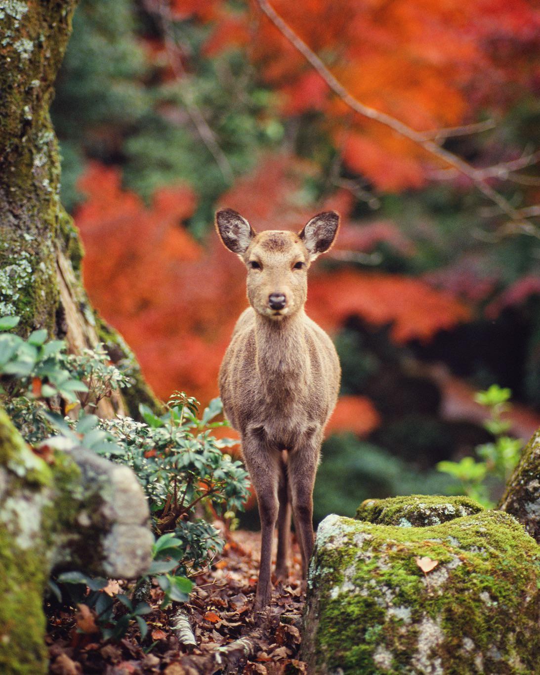 A deer stands among mossy rocks and autumn foliage.