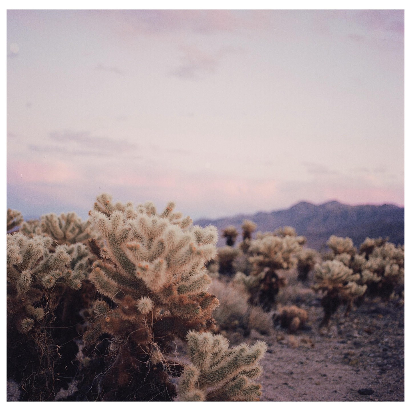 A desert landscape features cholla cactus in the foreground with mountains and a pink sky in the background.
