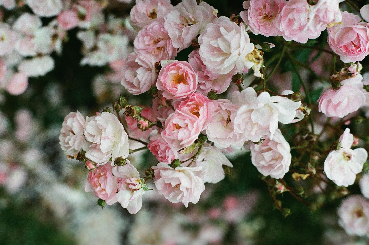 A cluster of pink and white roses with green foliage is shown in a close-up.