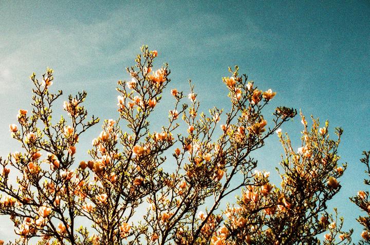 Branches with orange blossoms are silhouetted against a bright blue sky.