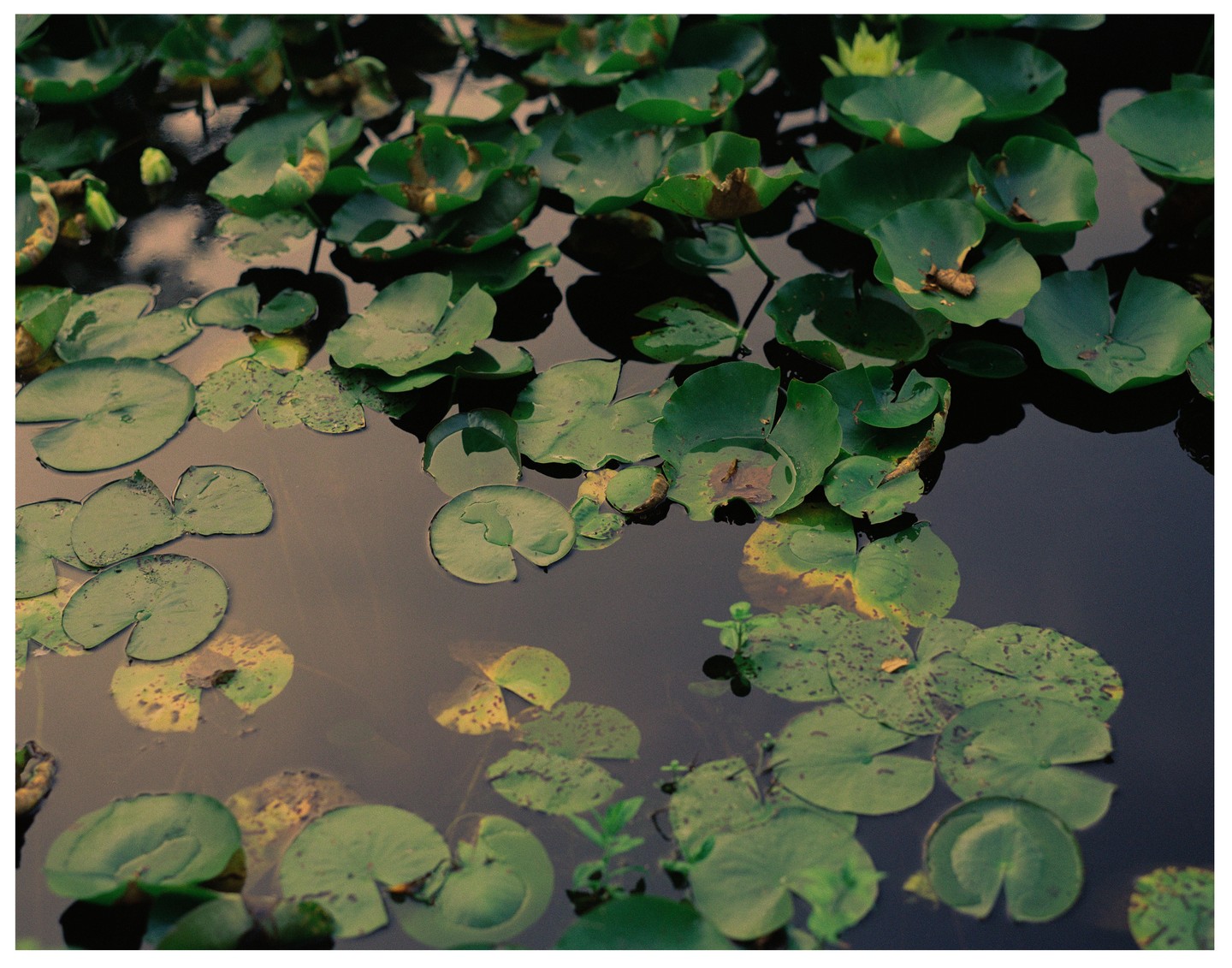 Water lilies float on the surface of a pond.